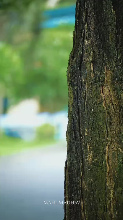 Puliyilakara Set Mundu with Readymade Blouse